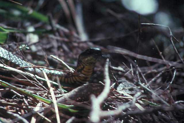 Wildlife